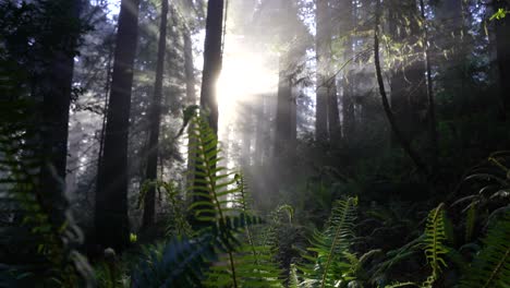 Un-Haz-De-Luz-En-El-Bosque-De-Helechos,-Ubicado-En-Las-Secoyas-De-California