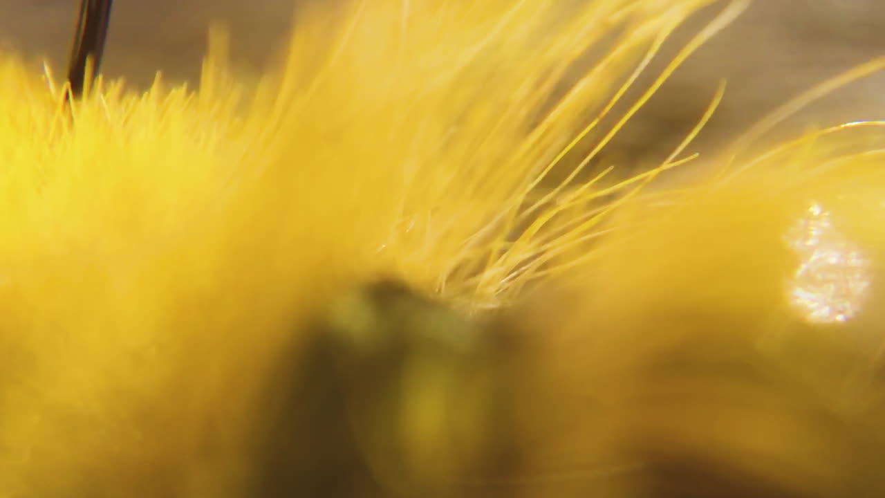 The Head of a Caterpillar shows as well as its yellow fur along its skin. Macro close up of this yellow critter crawling along the ground