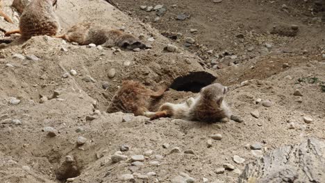 suricatas en acción: uno excava diligentemente una madriguera en la tierra, mientras que el resto toma un merecido descanso y siesta