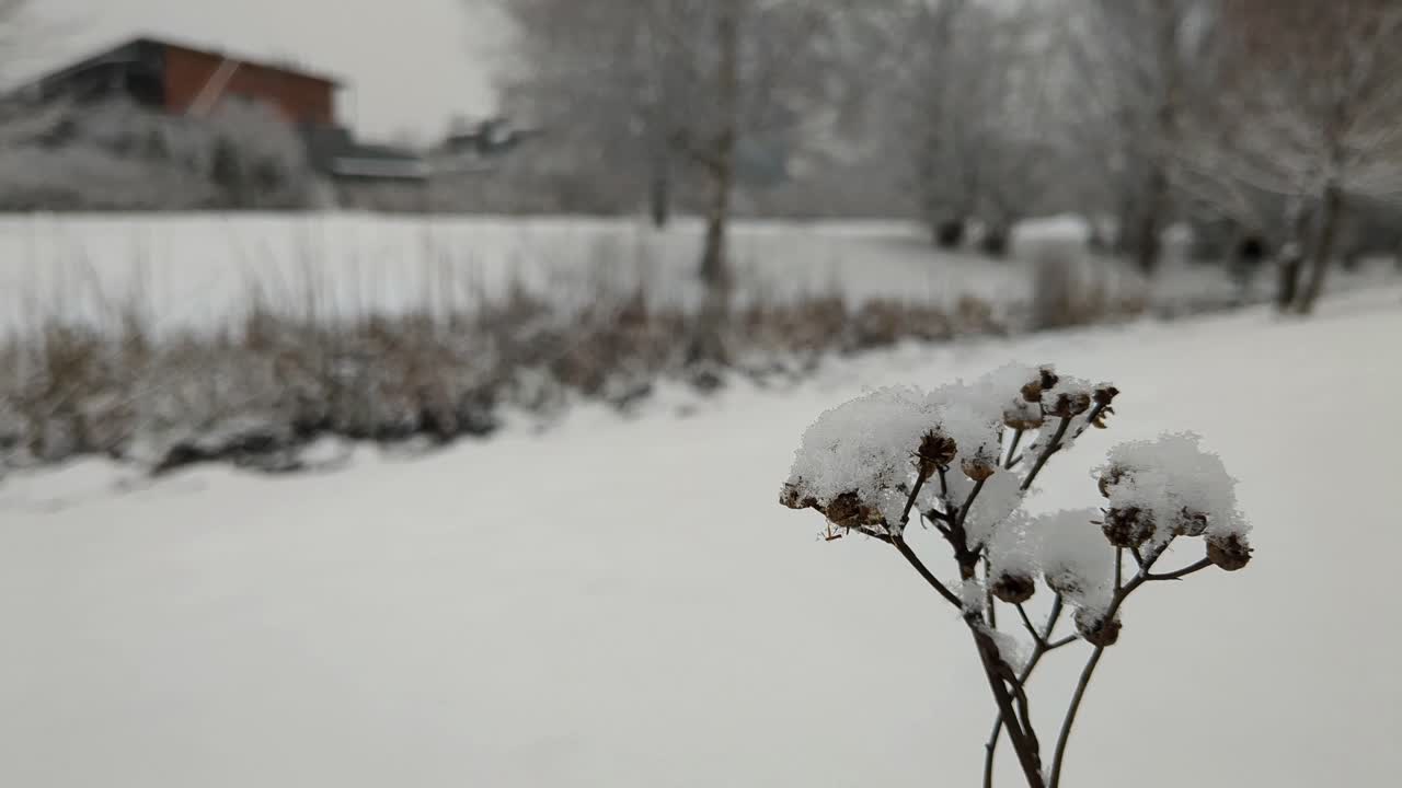 겨울 풍경 의 눈 인 식물