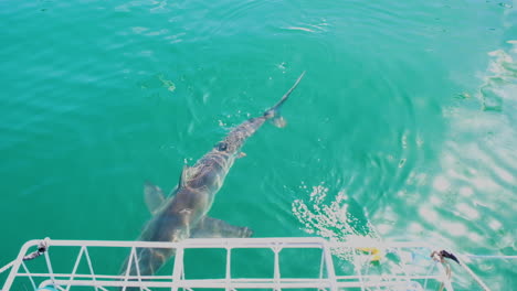 Buceo-En-Jaula-De-Tiburones-En-Gansbaai,-Sudáfrica---Tiburón-Nada-Más-Allá-De-La-Jaula