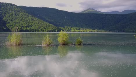 partículas flotantes en el aire viento suave moviendo las plantas un poco de hierba cultivada en el lago en medio de la región forestal en el bosque hyrcanian en azerbaiyán inscrito en el patrimonio de la unesco para viajes y turismo