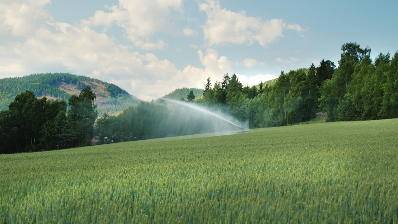 Il sistema di irrigazione irriga il campo di grano verde. Agricoltura in Norvegia. Video 4K.