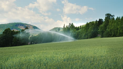 The-Irrigation-System-Water-The-Green-Wheat-Field-Agriculture-In-Norway-4k-Video