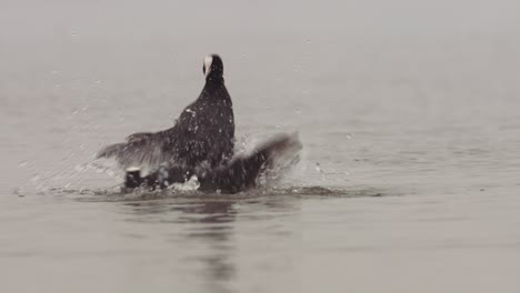 two coots fighting in water