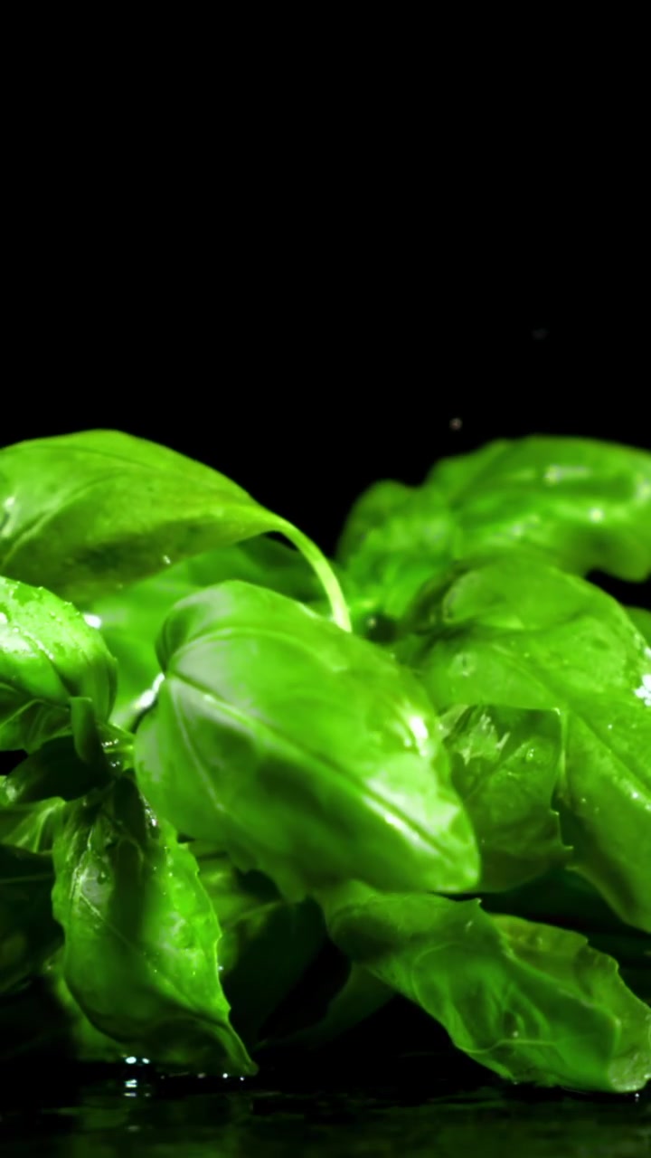 Foglie fresche di basilico verde che cadono con goccioline d'acqua.