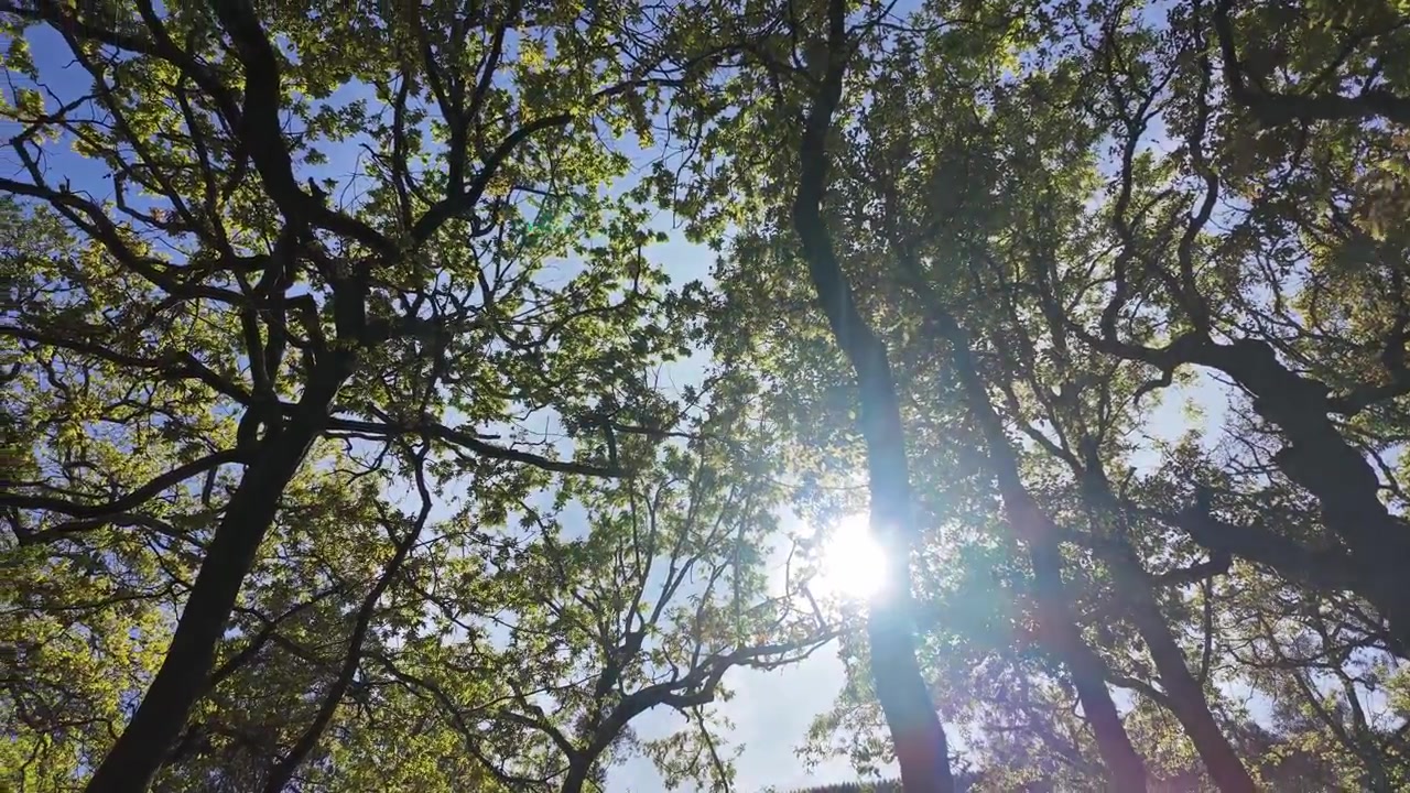 Timelapse del sol moviéndose en el cielo en medio de un bosque de robles en primavera.