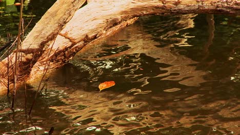 Amazon-River-water-flowing-along-the-shoreline-and-around-submerged-trees---close-up-isolated