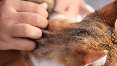 a person petting a cat