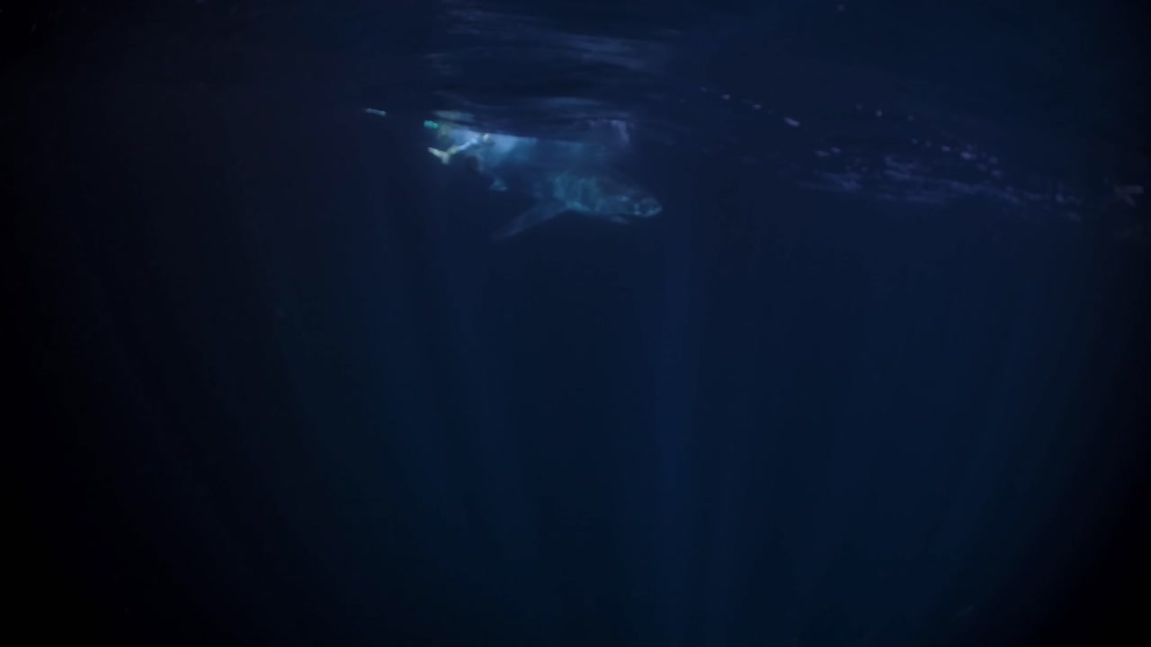 밤 해왕성 섬 사우스 오스트레일리아 4k 75fps의 백상아리