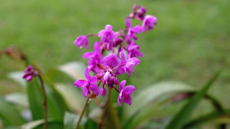 pink philippine ground orchids in heavy rain in home garden, blur background, mahe seychelles 30fps