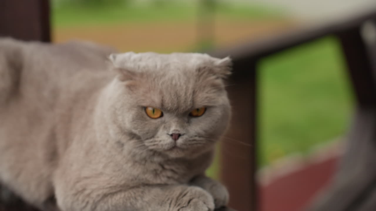 Grey Cat On Bench With Caucasian Woman Petting, British Shorthair Lounging On Wooden Bench, Collar And Leash Visible, Hands With Red Nails Stroking Head, Park Background, Warm Sunlight, Peaceful Bond