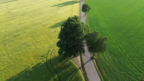 Vista-Girando-Alrededor-De-Un-Gran-árbol-Parado-Entre-Dos-Campos-En-El-Campo-Con-Fondo-De-Bosque