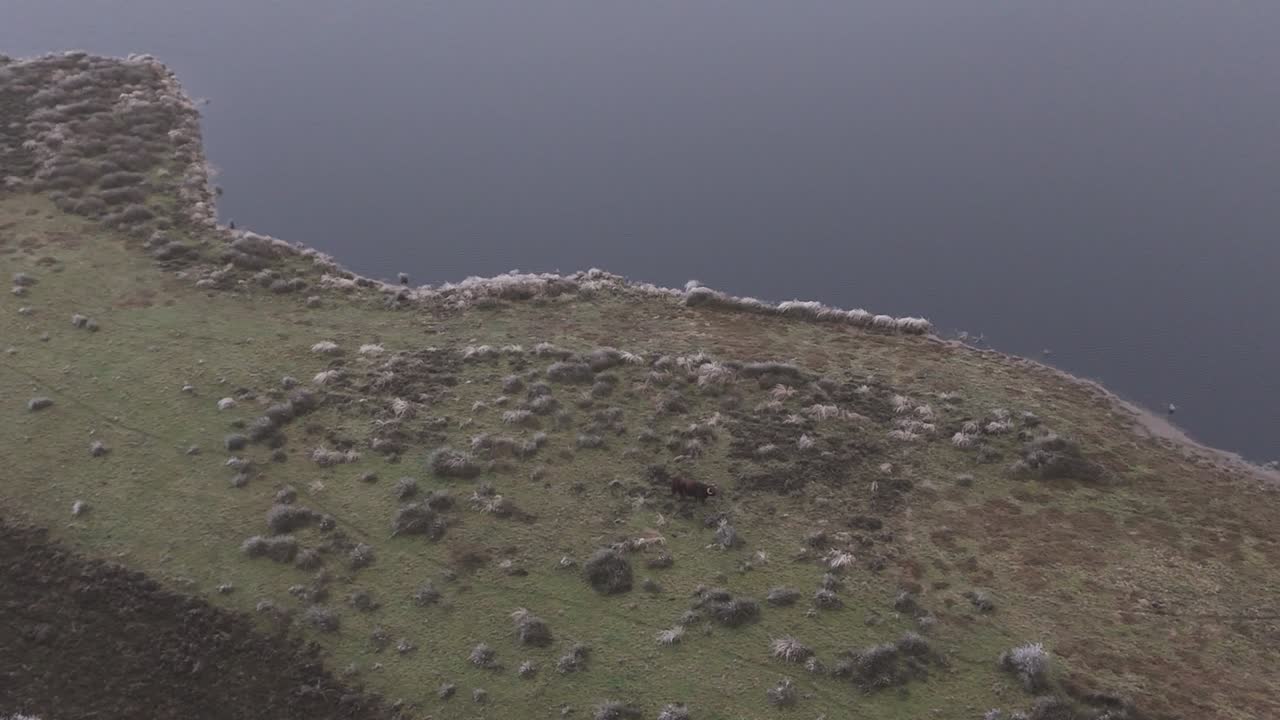 Aerial View of a Cow in a Pasture near a Lake