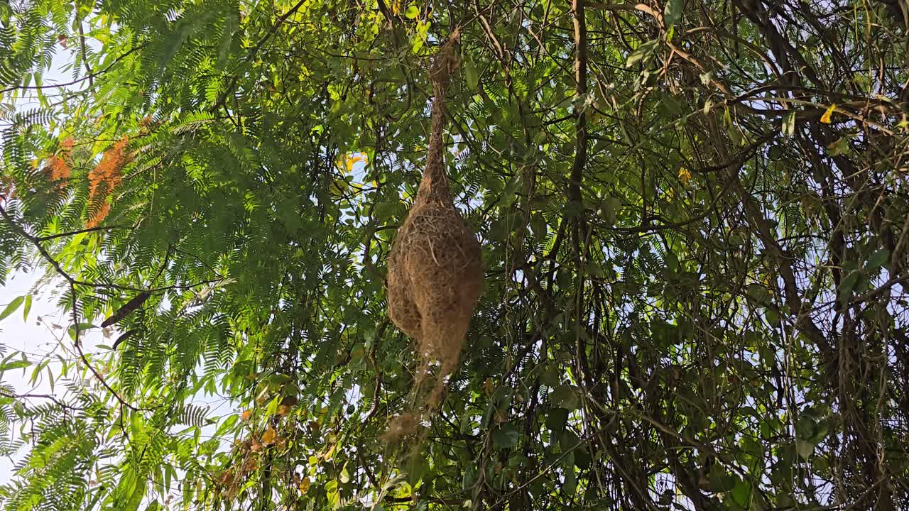 Tayland'da Ağacın Altında Asılı Kuş Yuvası.