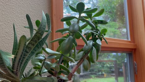 succulent plant indoor near home window. close up