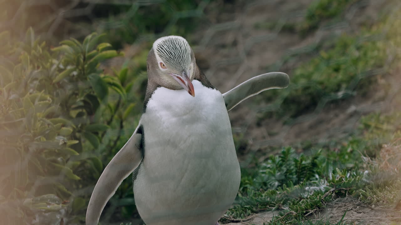 primer plano del pingüino de ojos amarillos con las alas abiertas al atardecer en katiki point, nueva zelanda