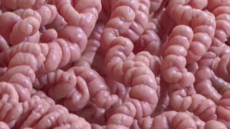 3d illustration of small intestine villi
