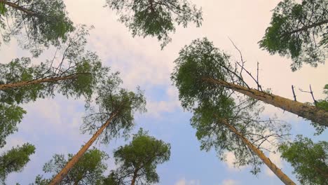 bottom view of pine trees swaying in a strong wind.