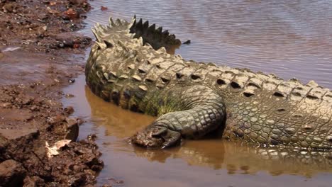 Patas-Traseras-Y-La-Cola-Grande-De-Un-Cocodrilo-Grande-A-Orillas-Del-Río-Tarcoles,-Costa-Rica