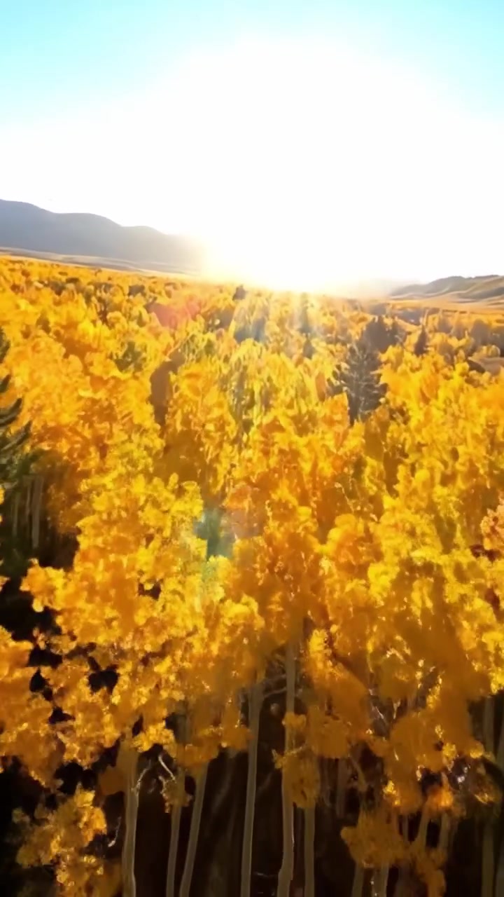 Splendore Autunnale Dorato: Una Vista Mozzafiato di Rigogliosi Alberi Gialli Inondati di Luce Dorata Sotto un Cielo Luminoso e Soleggiato