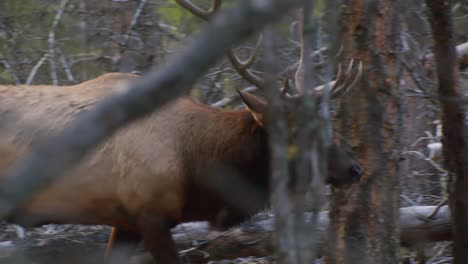 Elk-Bull-walking-through-forest-close-up