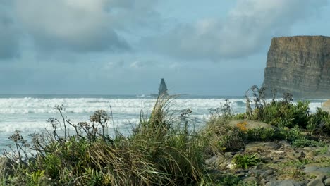 Long-grass-in-the-foreground,-Portuguese-Atlantic-coast-in-the-background