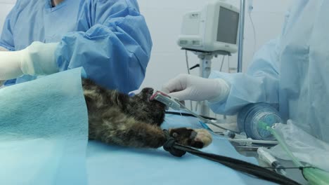 veterinarian surgeons in operating room doing cat neutering