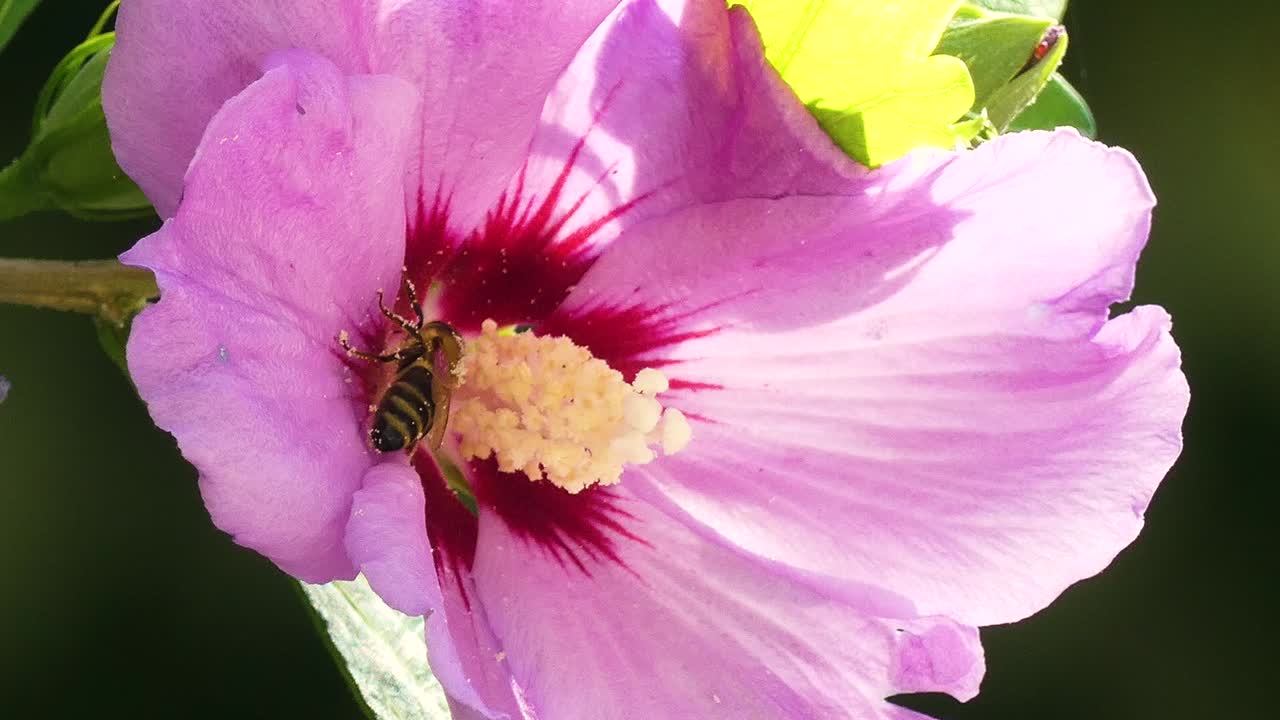 imágenes de primer plano de una abeja recogiendo polen de una hermosa flor rosa 1080p