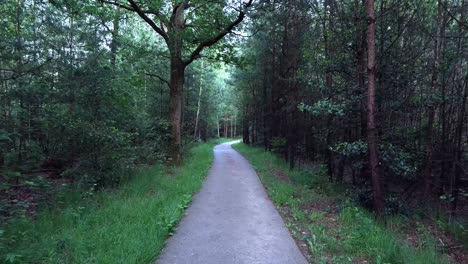 forest path
