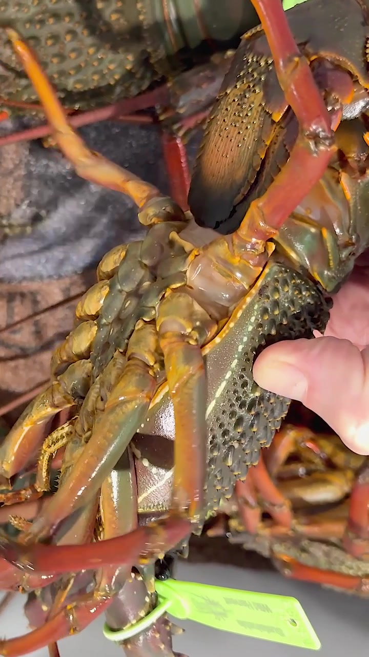 Person inspecting lobsters at Australian seafood market
