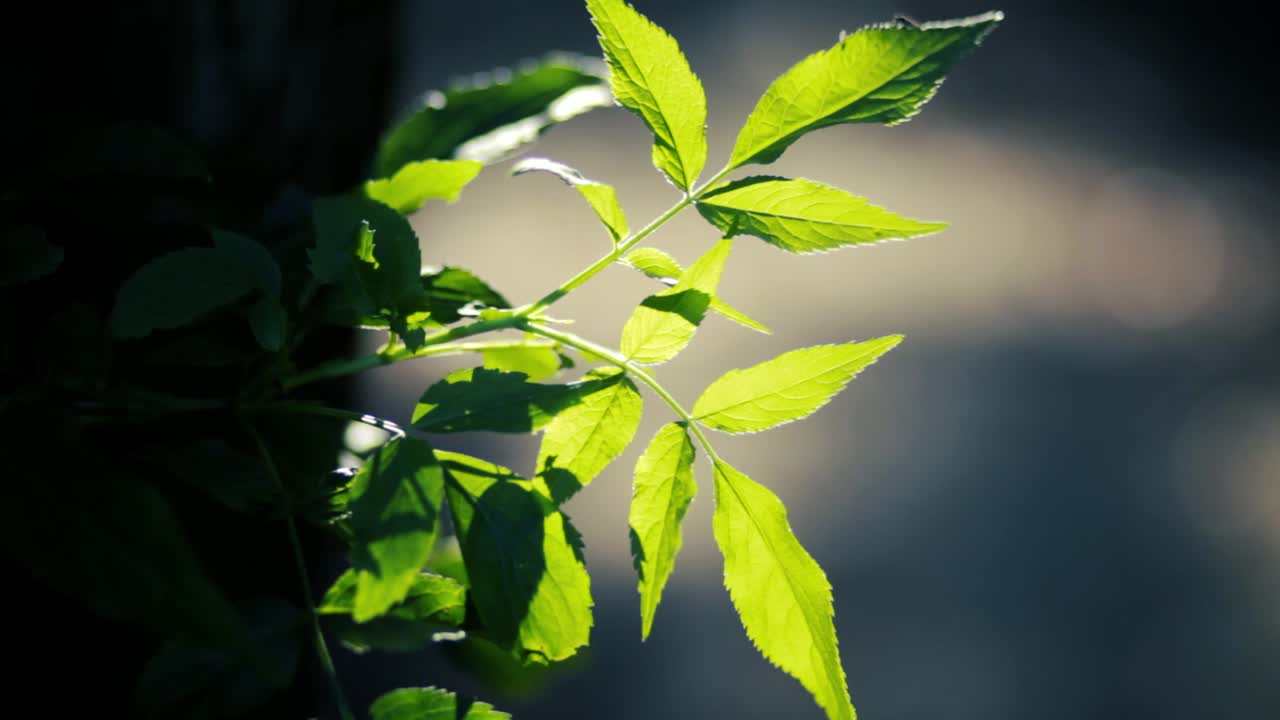Green leaves in a forest on a blurry background