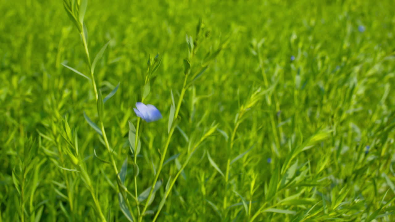 A beautiful shot of linseed flower blooming in the farmland.