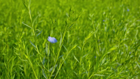 a beautiful shot of linseed flower blooming in the farmland.