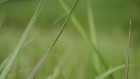 Ein-Mehrjähriges-Gras,-Das-Im-Tropischen-Und-Subtropischen-Asien-Beheimatet-Ist-Und-Auch-In-Mehrere-Länder-Eingeführt-Wurde