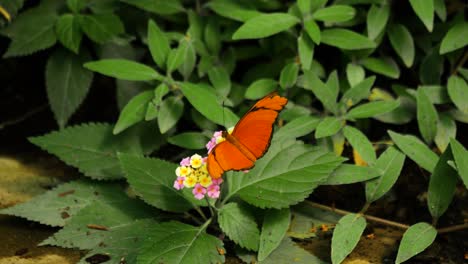 orange colored butterfly flutters its wings on a pink yellow flower