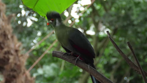 Cerca-De-Turaco-De-Mejillas-Blancas-Parado-En-Branche-Y-Volando-Lejos