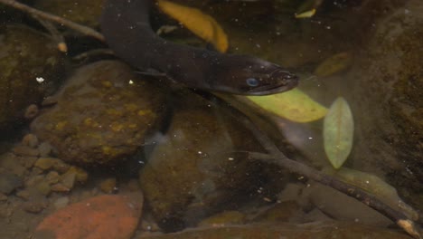 anguila negra de aleta larga bajo agua clara en el retiro de la selva tropical de o&#39;reilly - costa dorada, queensland - primer plano, ángulo alto