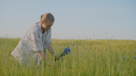 happy woman picking blue cornflowers in agricultural field