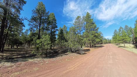 empty forest road near ponderosa pines