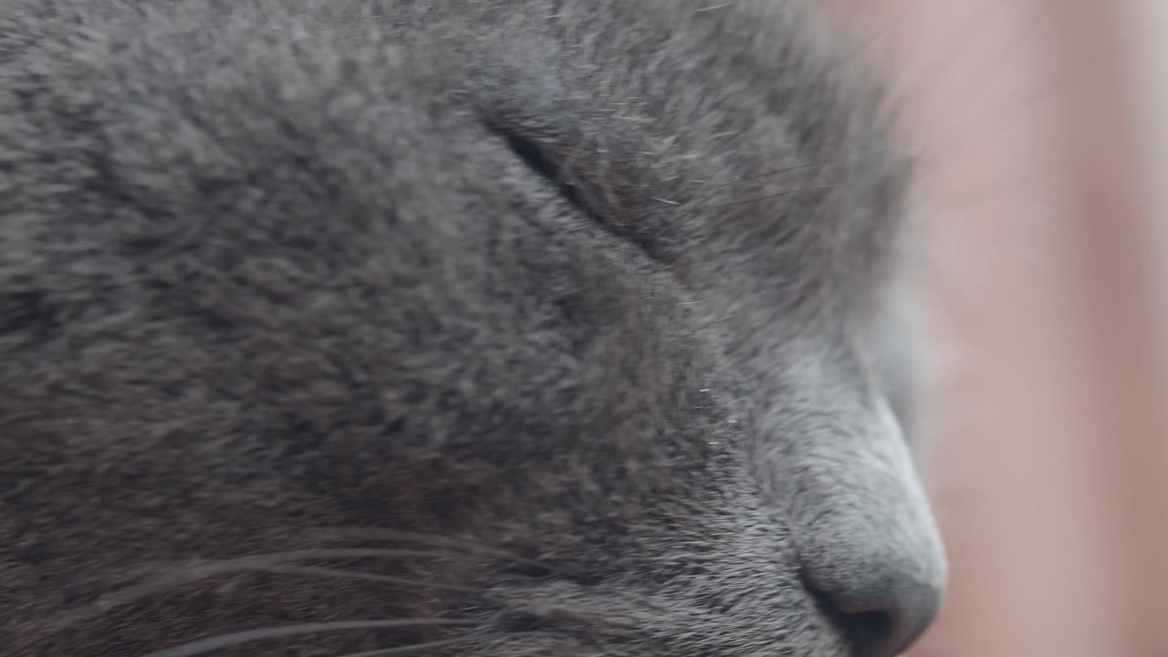 primer plano de un gato gris