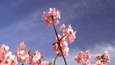 vista en cámara lenta de la hermosa flor de cerezo sakura rosa brillante contra el cielo azul