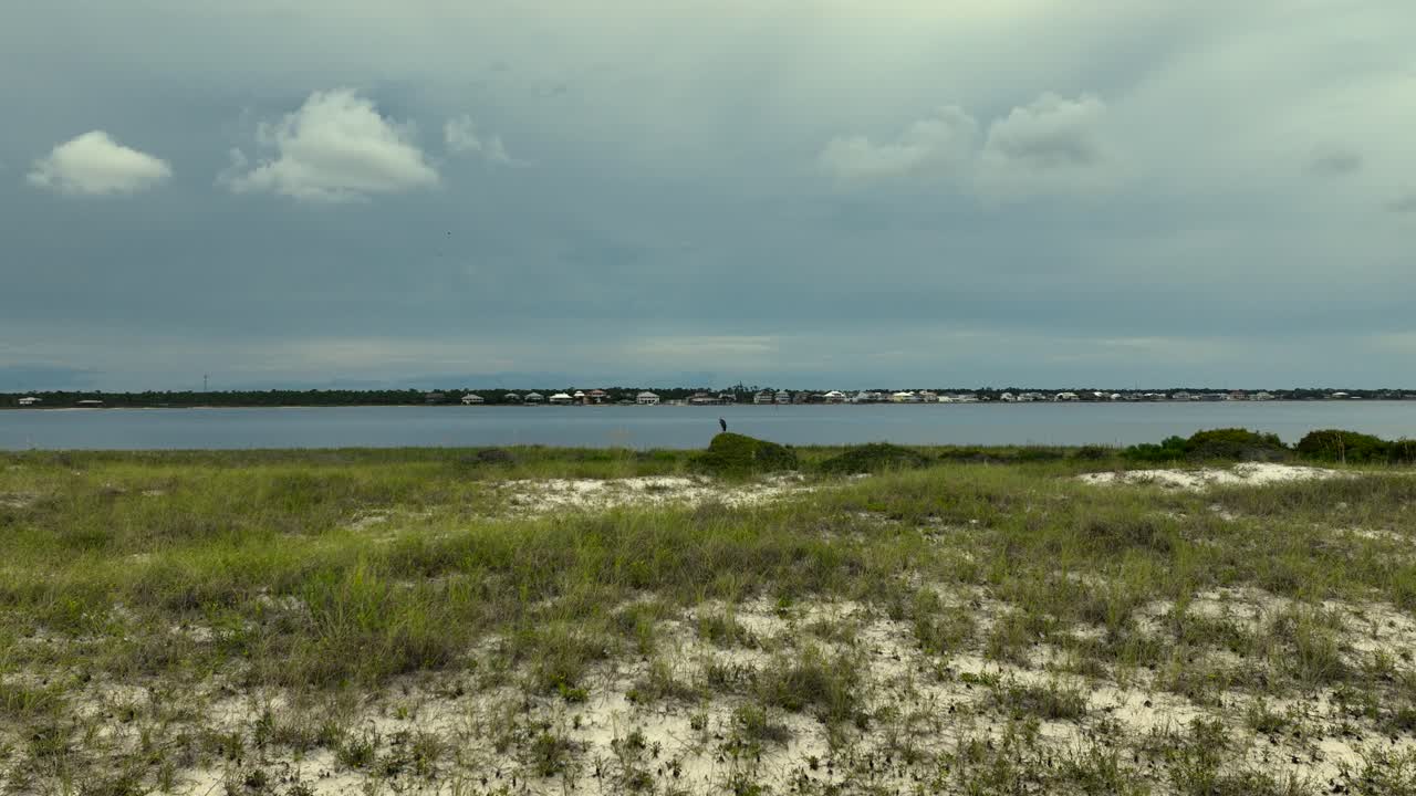 존슨 비치 근처의 그레이트 그레이 헤론