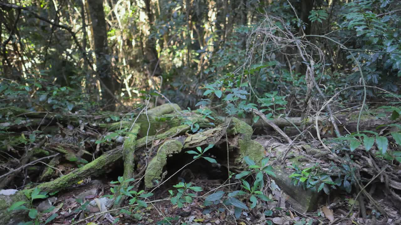 Moss-covered logs in dense rainforest understorey