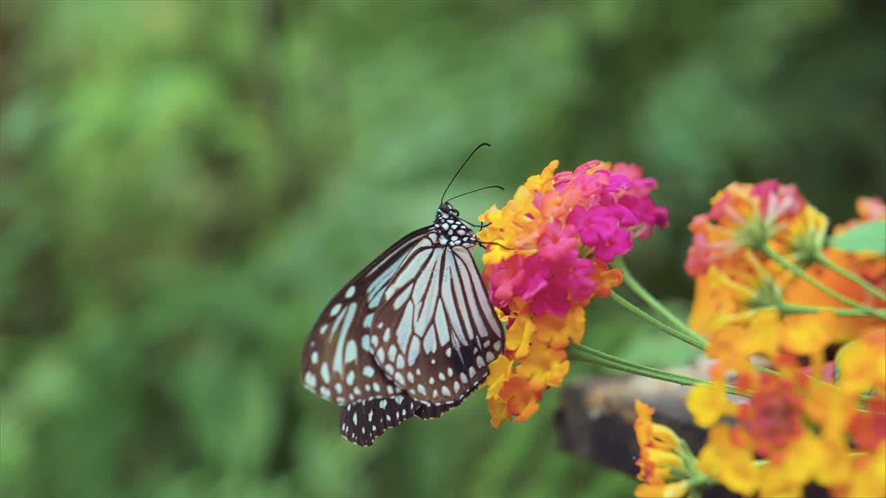 Farfalla Tigre Vetrosa (Parantica aglea) che impollina un fiore.