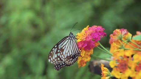 glassy tiger (parantica aglea) polinating a flower