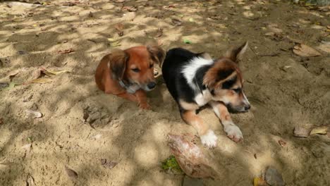 twee mooie puppy&#39;s die op een strand liggen, een piratenbaai in tobago