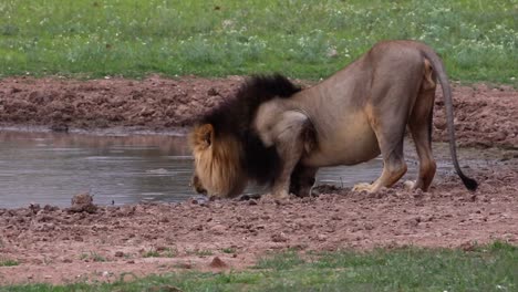 León-Africano-Macho-Se-Agacha-En-El-Abrevadero-Para-Beber-Agua