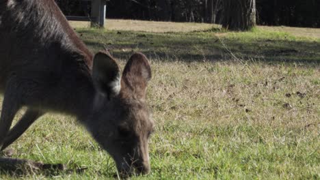 Wallaby-Feeding-On-The-Fresh-Green-Grass---close-up-shot