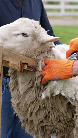 procedure of sheep shearing outdoors. farmers cutting sheep's wool with a special equipment electric clipper on a farm in summer. vertical video